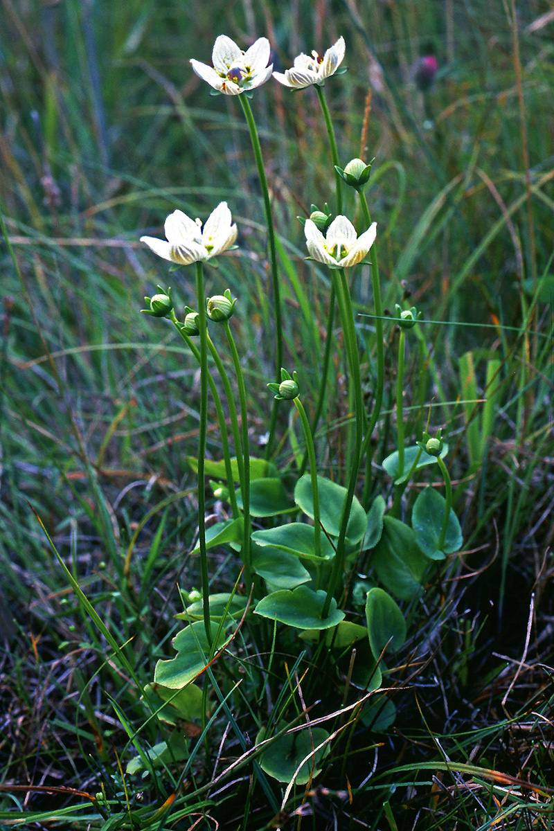 Celastraceae Parnassia palustris