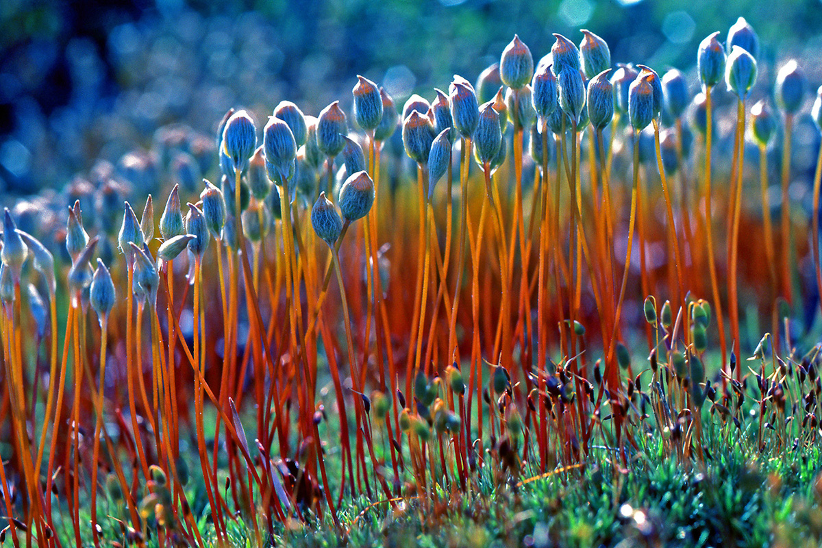 Polytrichaceae Polytrichastrum alpinum