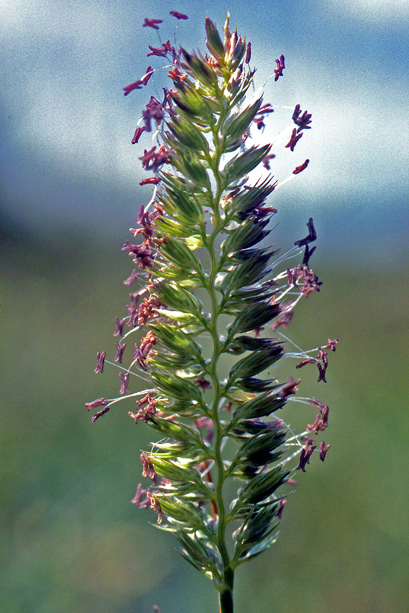 Poaceae Cynosurus cristatus