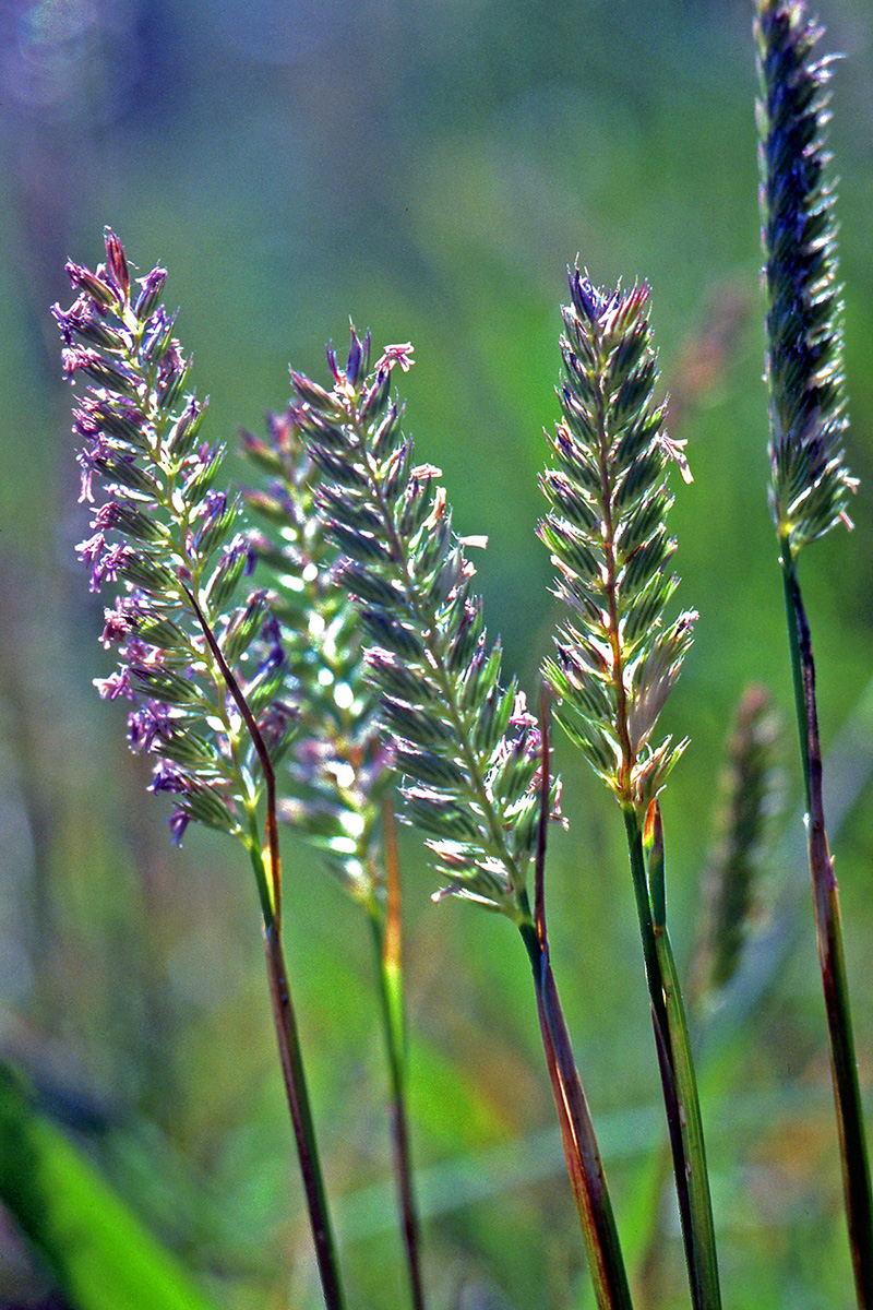 Poaceae Cynosurus cristatus