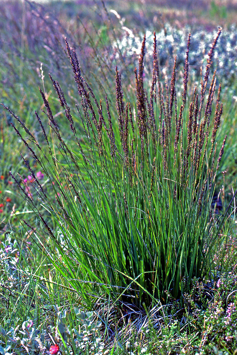 Poaceae Molinia caerulea