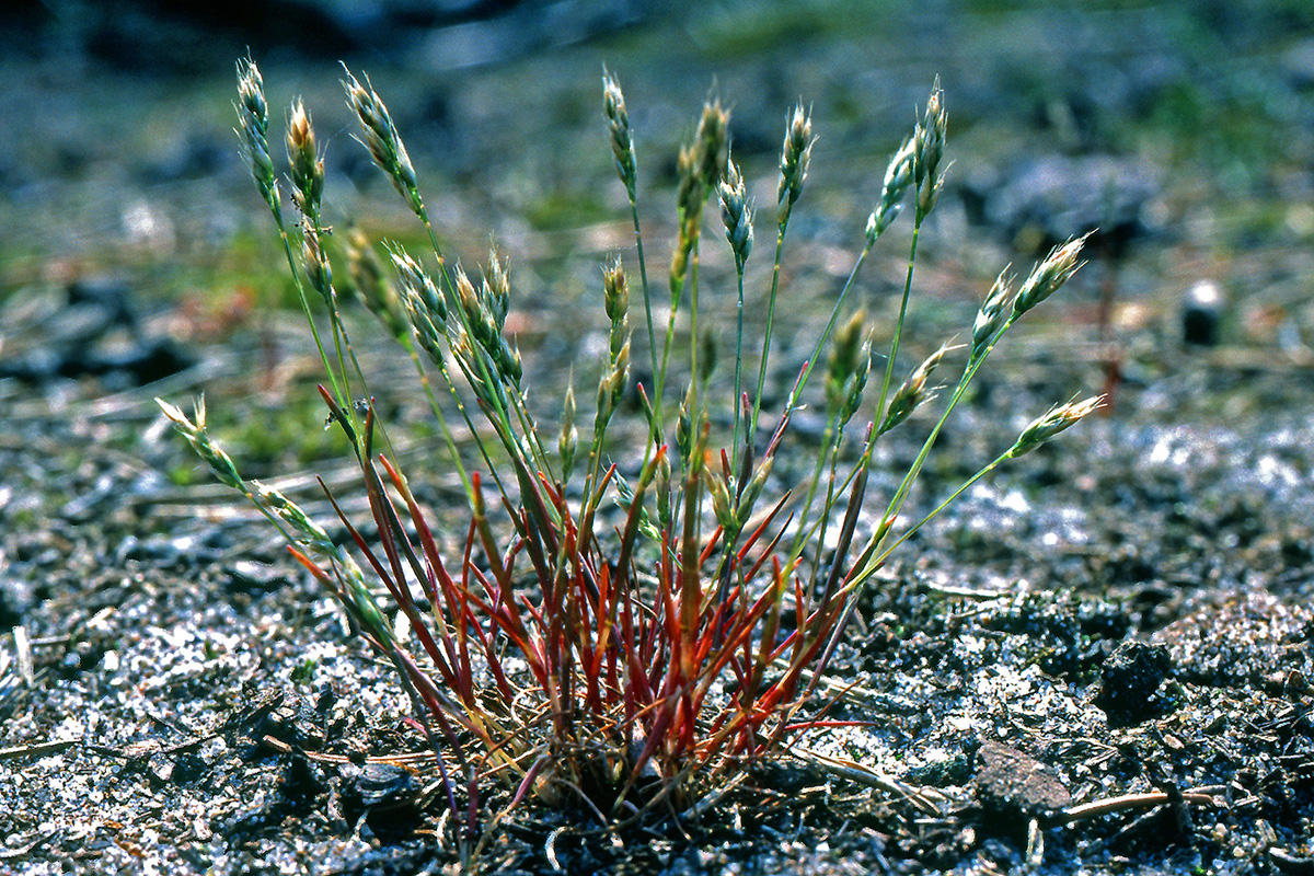 Poaceae Aira praecox