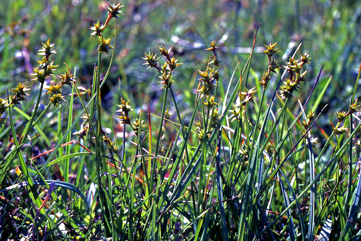 Cyperaceae Carex echinata