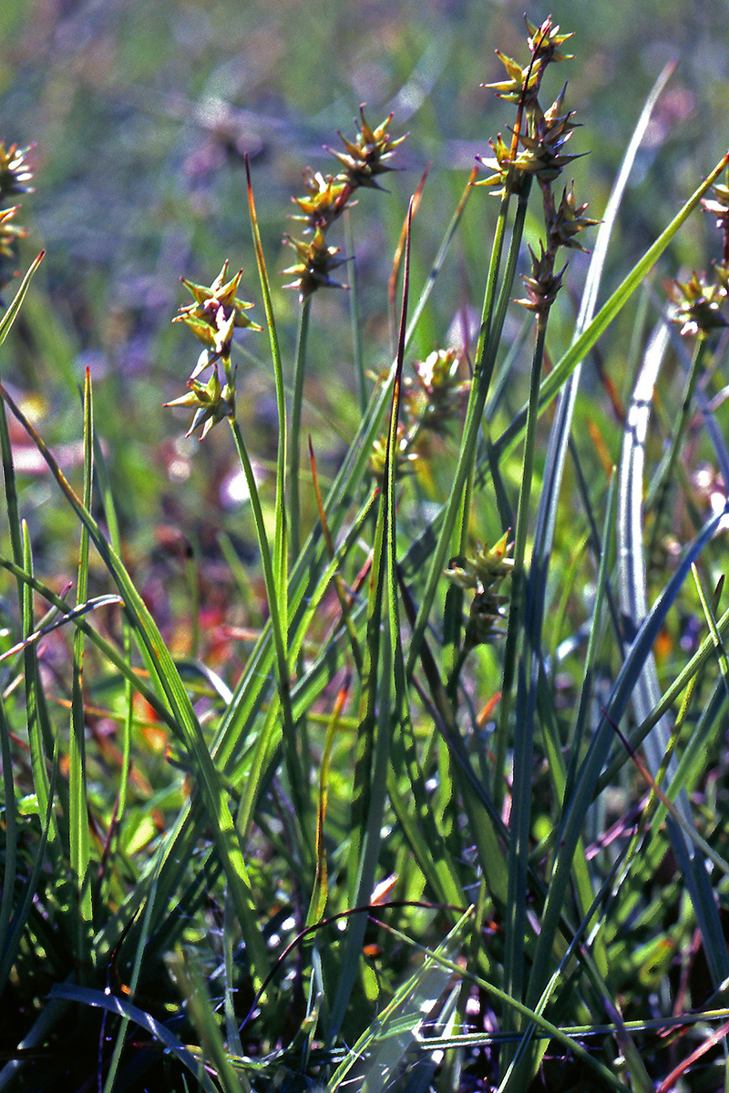 Cyperaceae Carex echinata