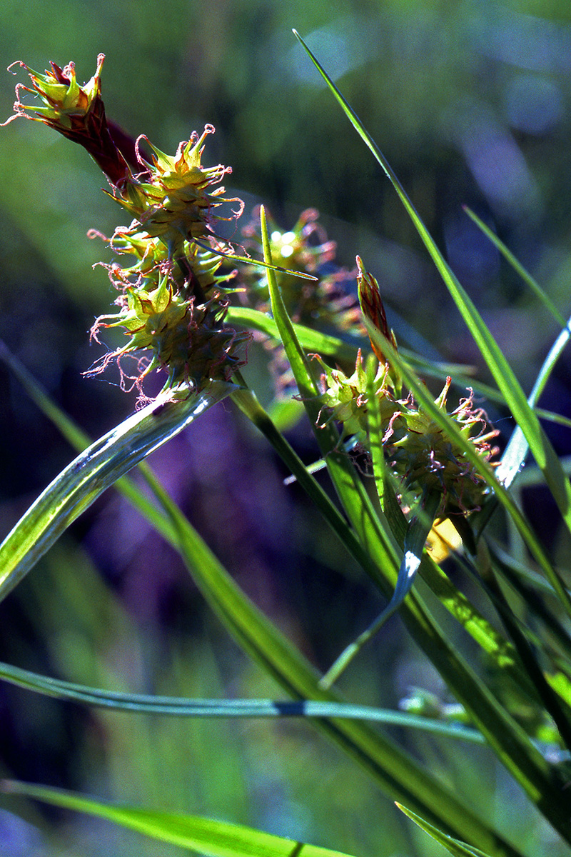 Cyperaceae Carex flava