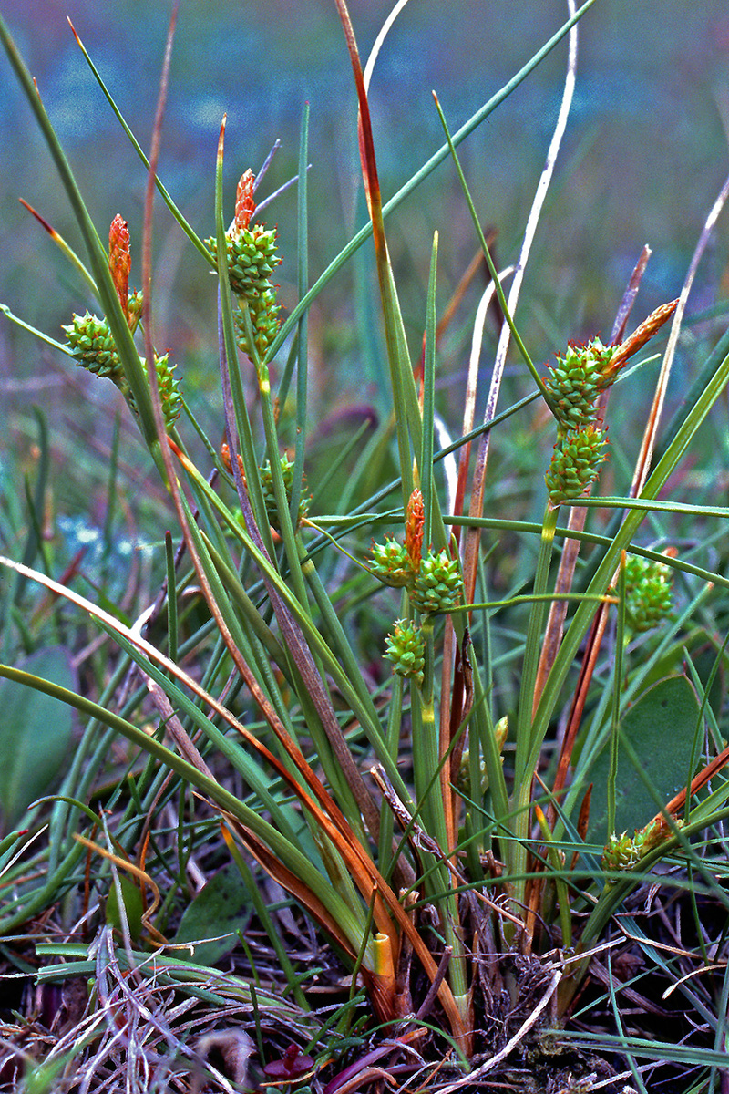 Cyperaceae Carex extensa