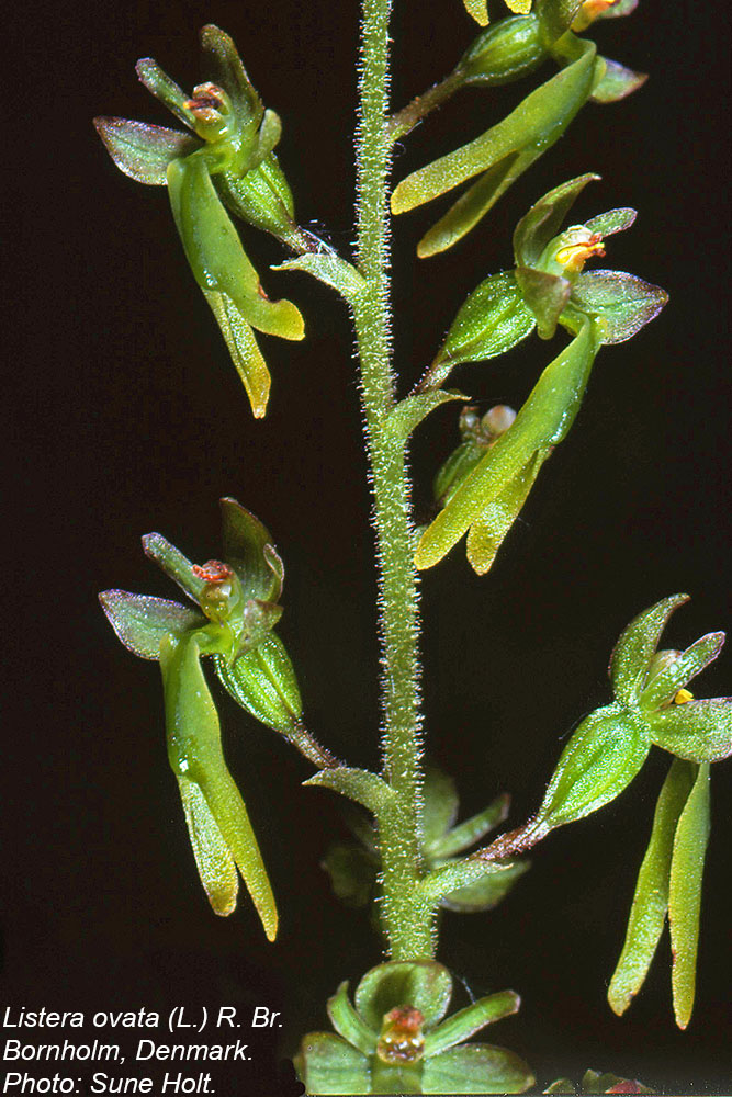 Orchidaceae Listera ovata