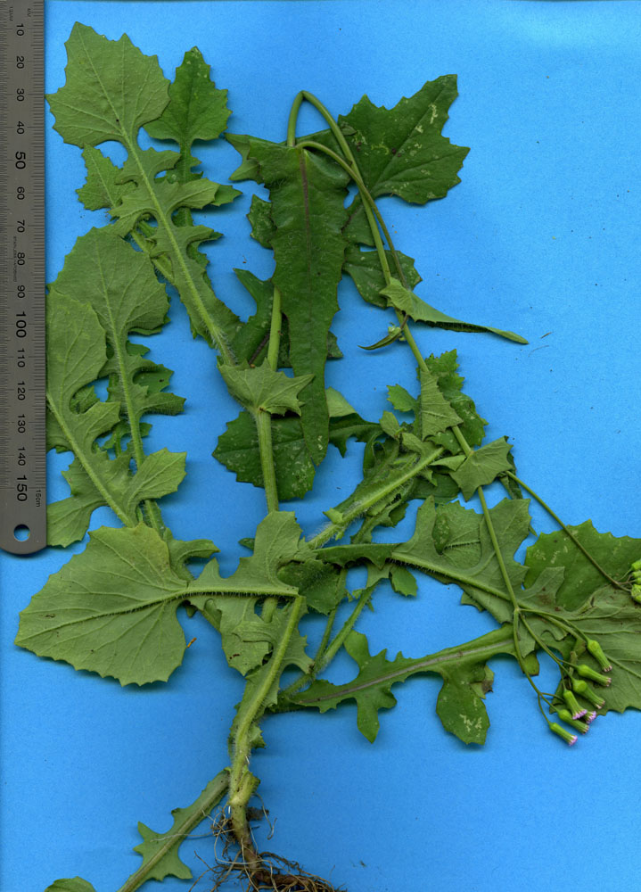 Asteraceae Emilia sonchifolia