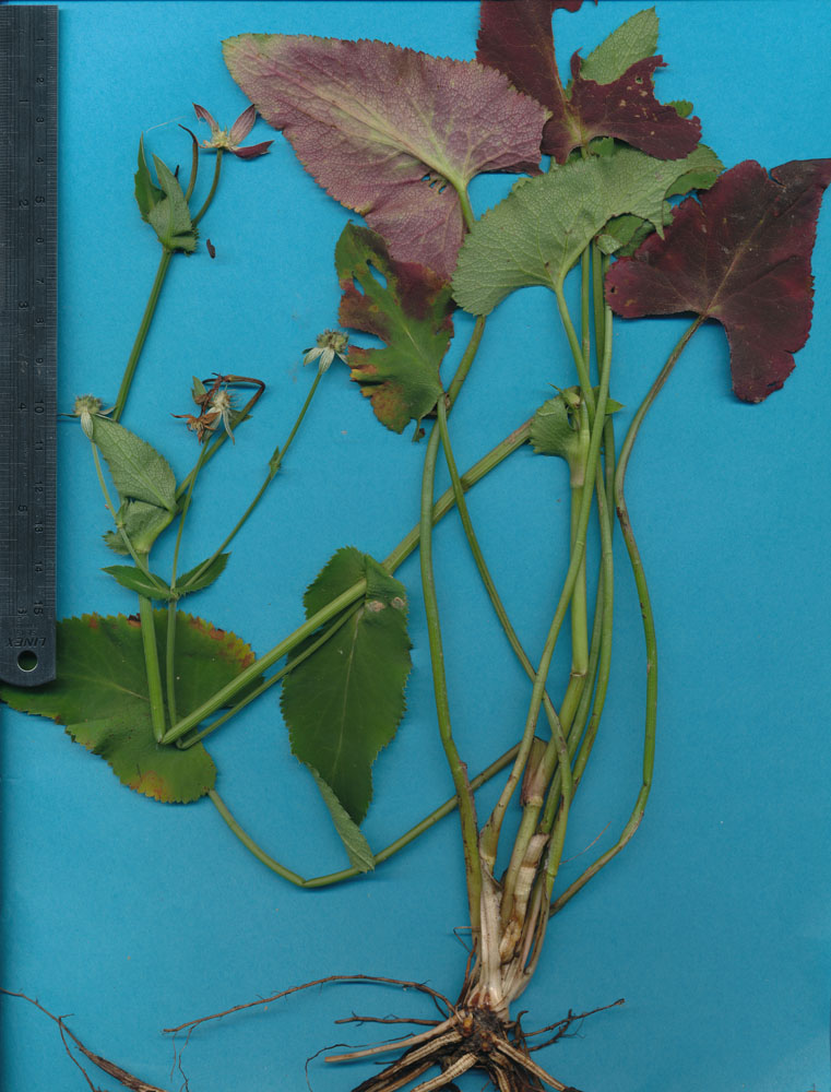 Apiaceae Eryngium ghiesbreghtii