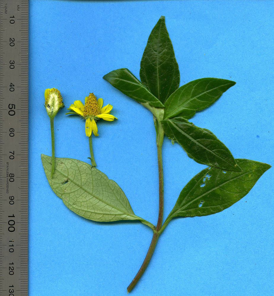 Asteraceae Acmella papposa