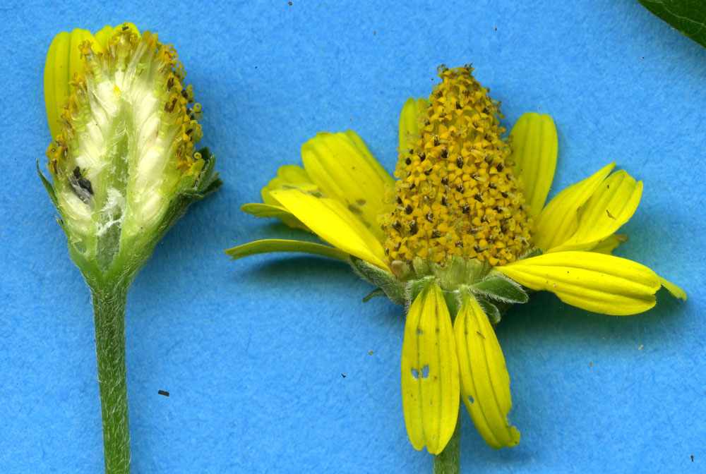 Asteraceae Acmella papposa