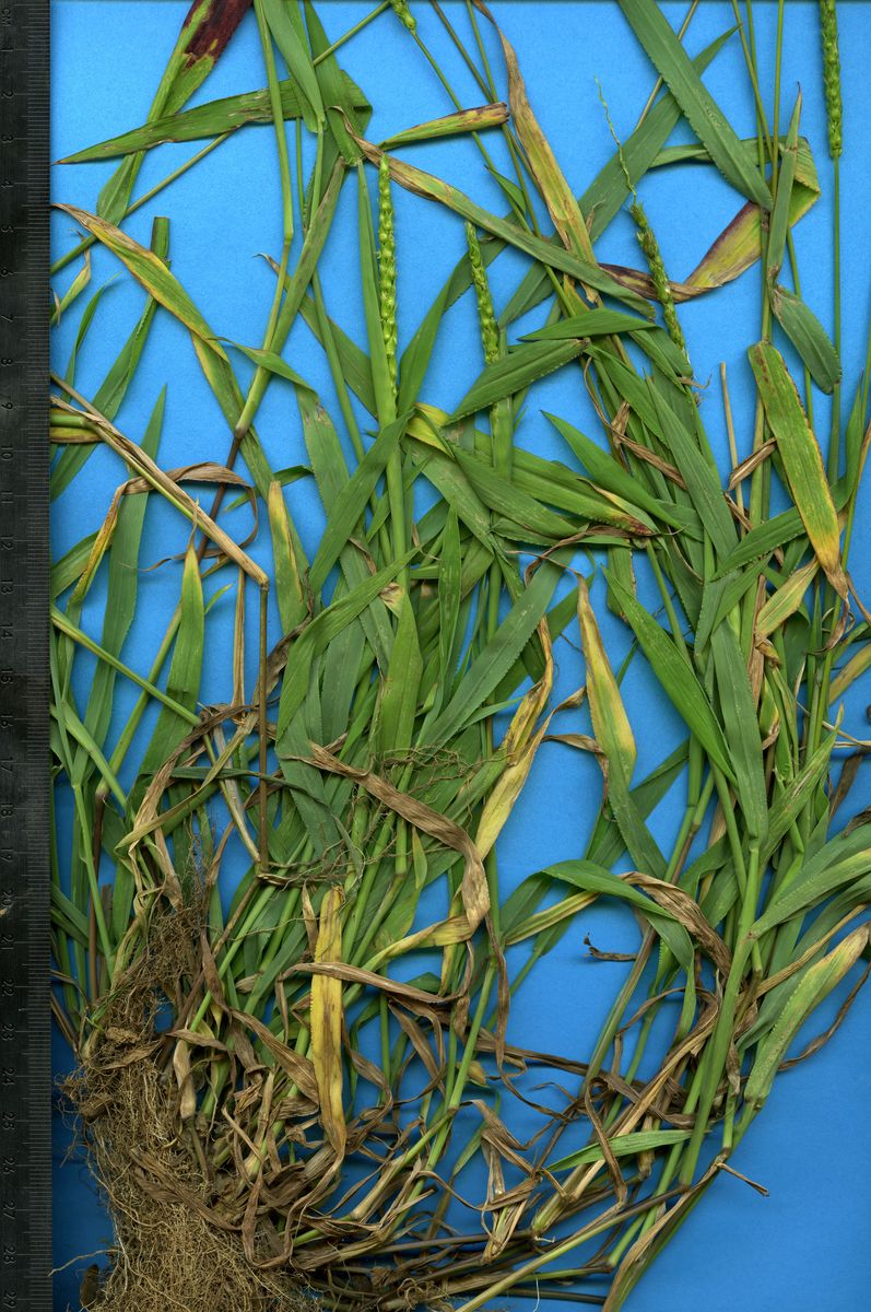 Poaceae Anthephora hermaphrodita