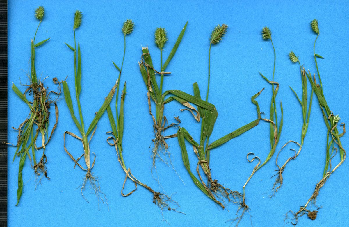 Poaceae Dactyloctenium aegyptium