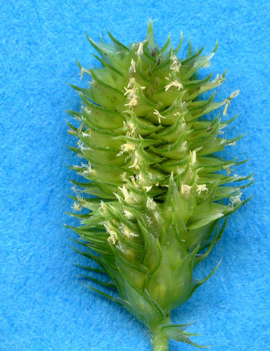 Poaceae Dactyloctenium aegyptium