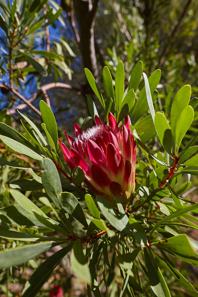 Proteaceae Protea repens