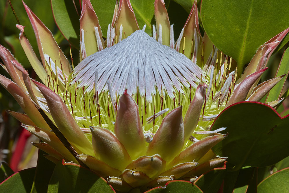 Proteaceae Protea cynaroides