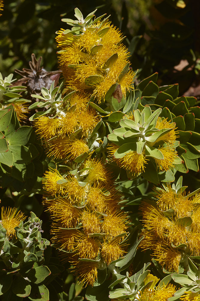 Proteaceae Mimetes chrysanthus