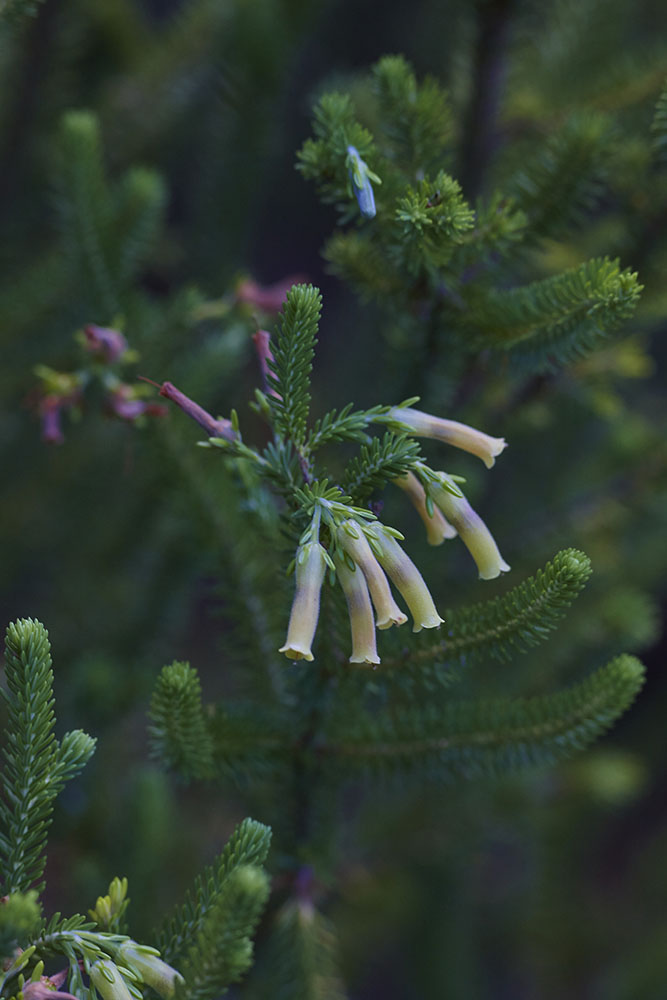 Ericaceae Erica brachialis