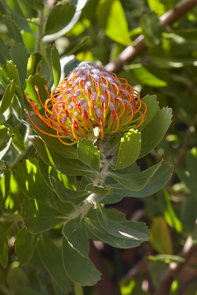 Proteaceae Leucospermum praecox
