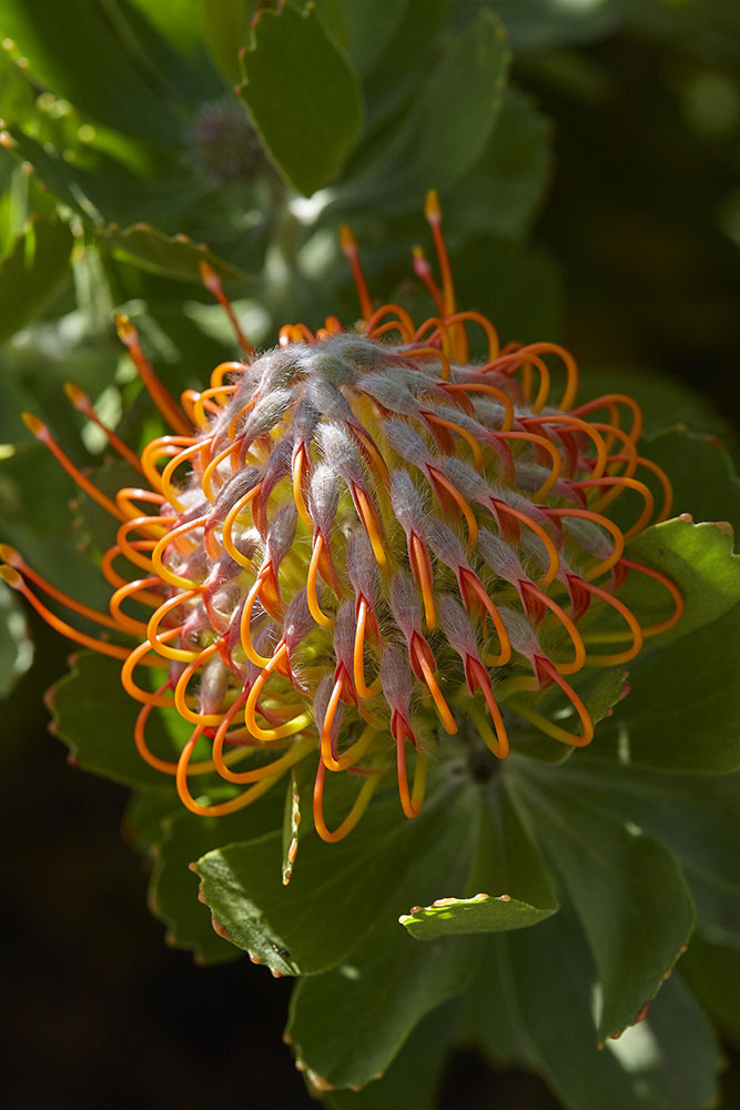 Proteaceae Leucospermum praecox