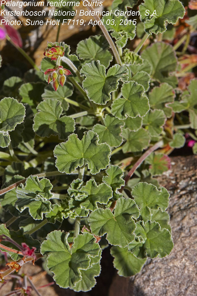 Geraniaceae Pelargonium reniforme
