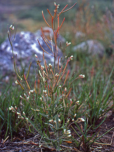 Brassicaceae Transberingia bursifolia