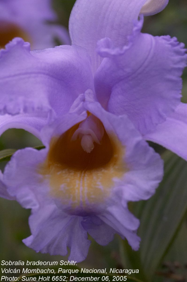 Orchidaceae Sobralia bradeorum