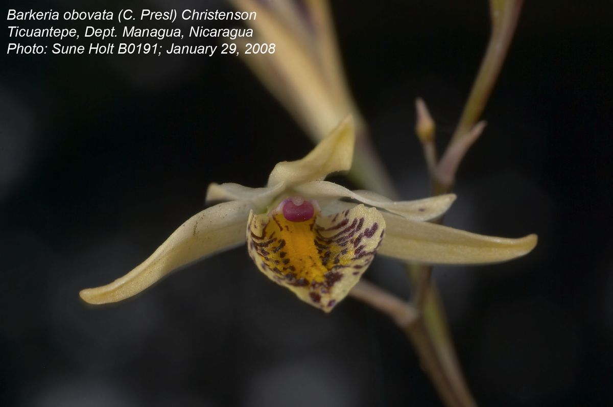 Orchidaceae Barkeria obovata