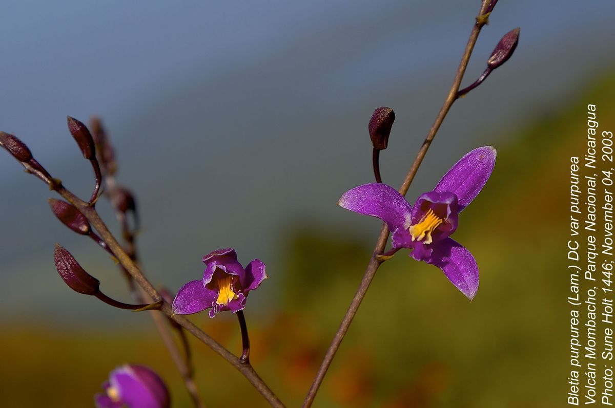 Orchidaceae Bletia purpurea