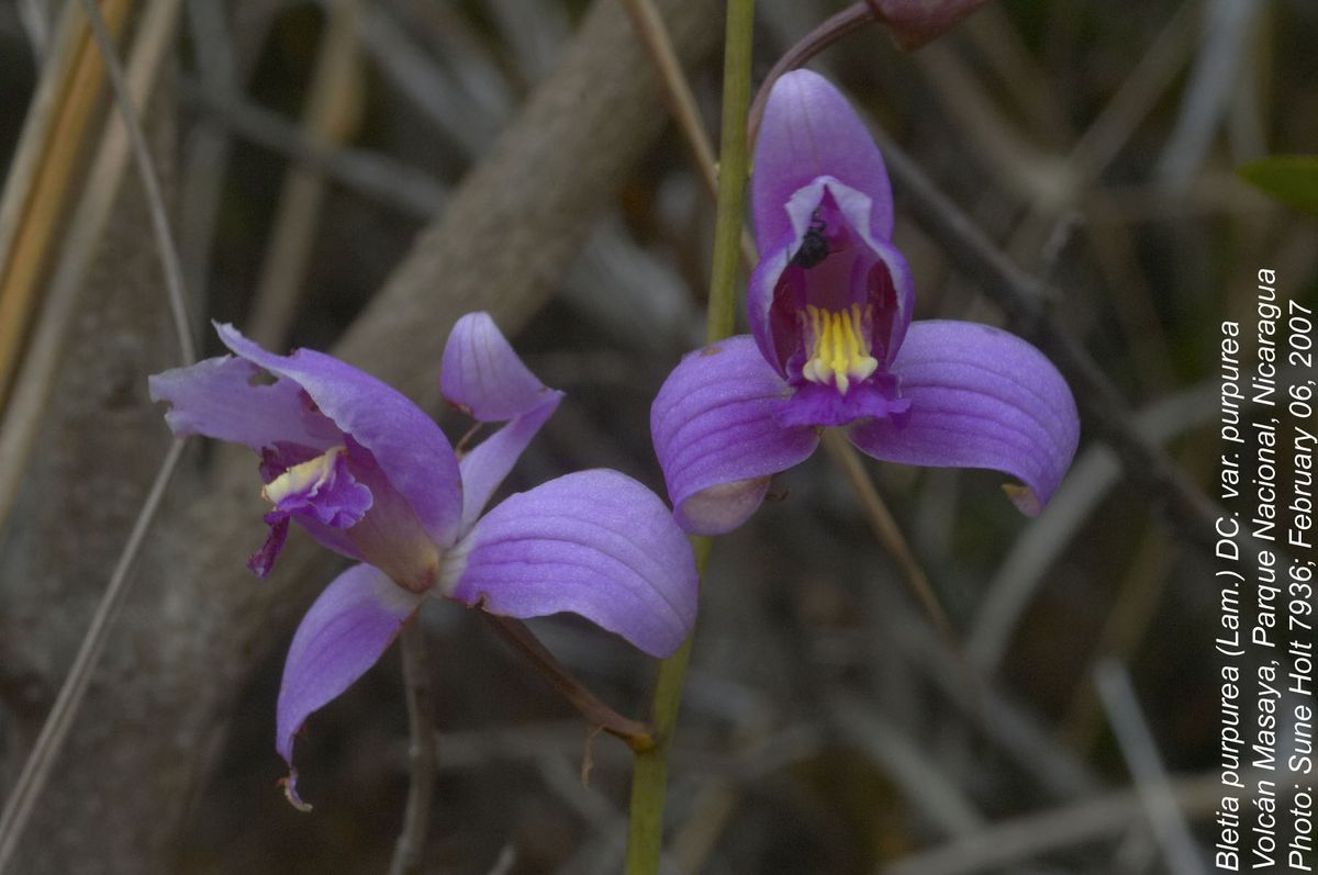 Orchidaceae Bletia purpurea