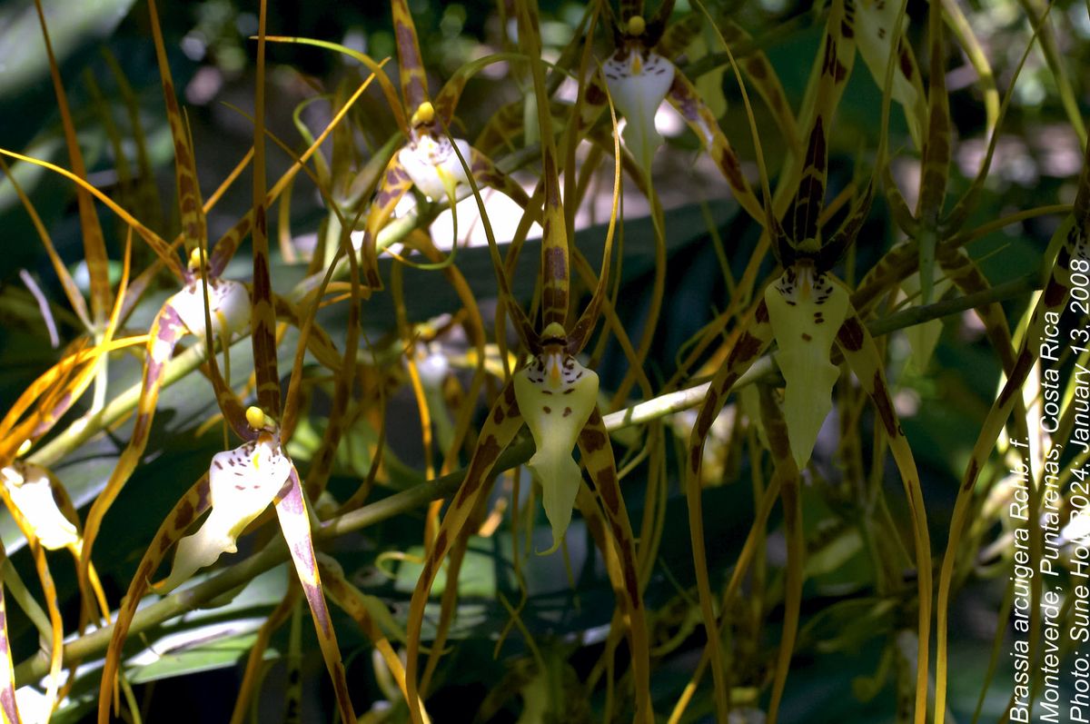 Orchidaceae Brassia arcuigera