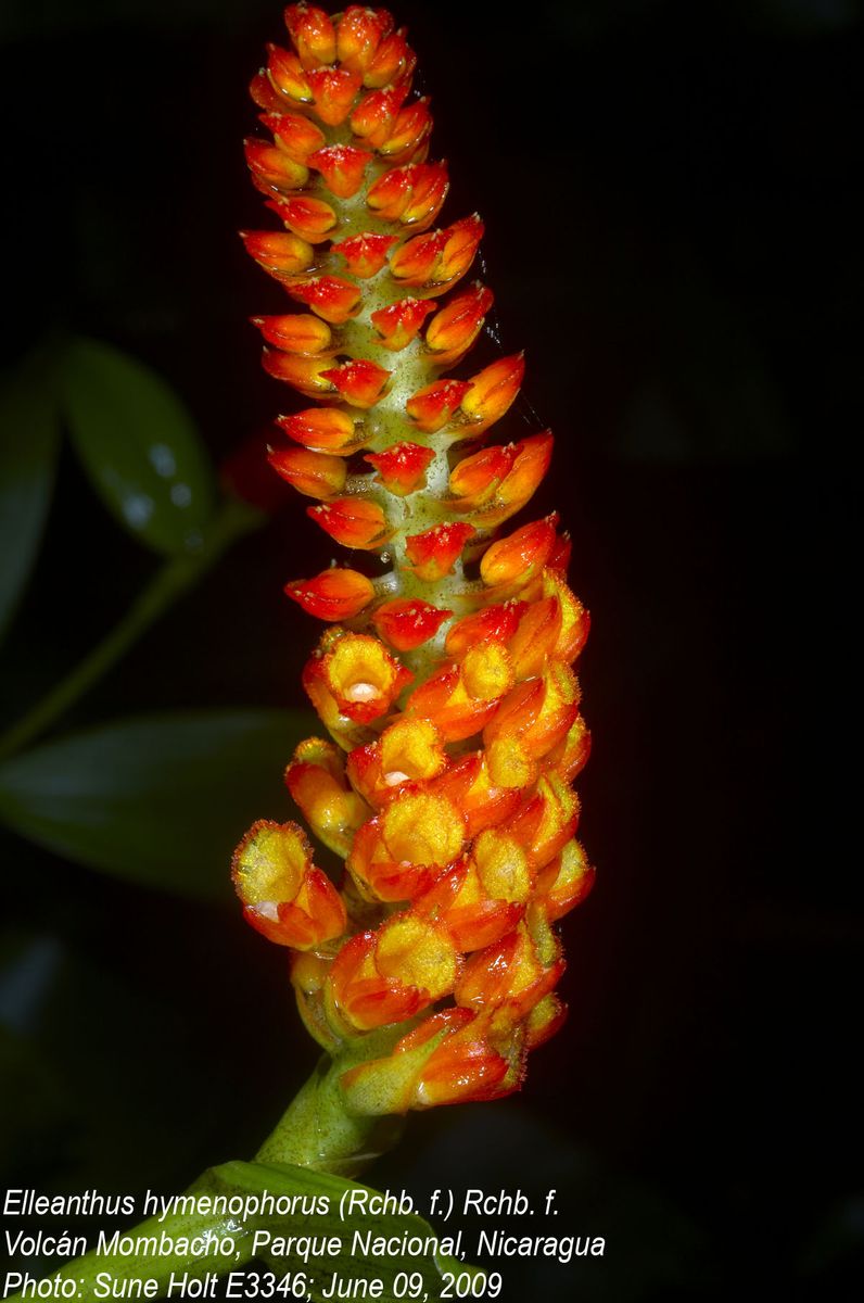 Orchidaceae Elleanthus hymenophorus