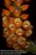 image of Elleanthus hymenophorus