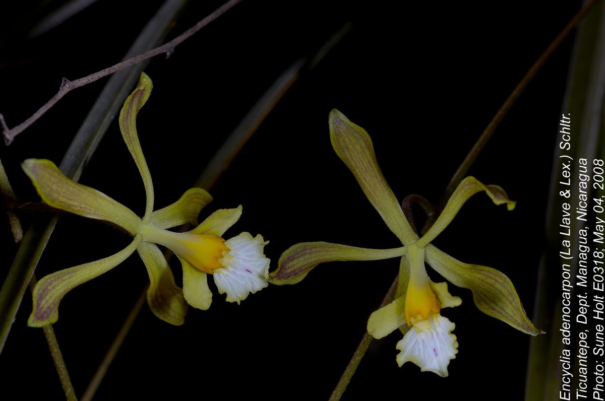 Orchidaceae Encyclia adenocarpon