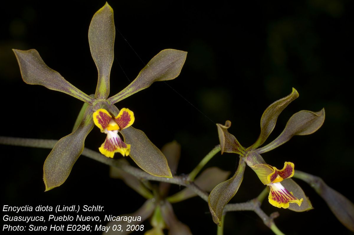 Orchidaceae Encyclia diota