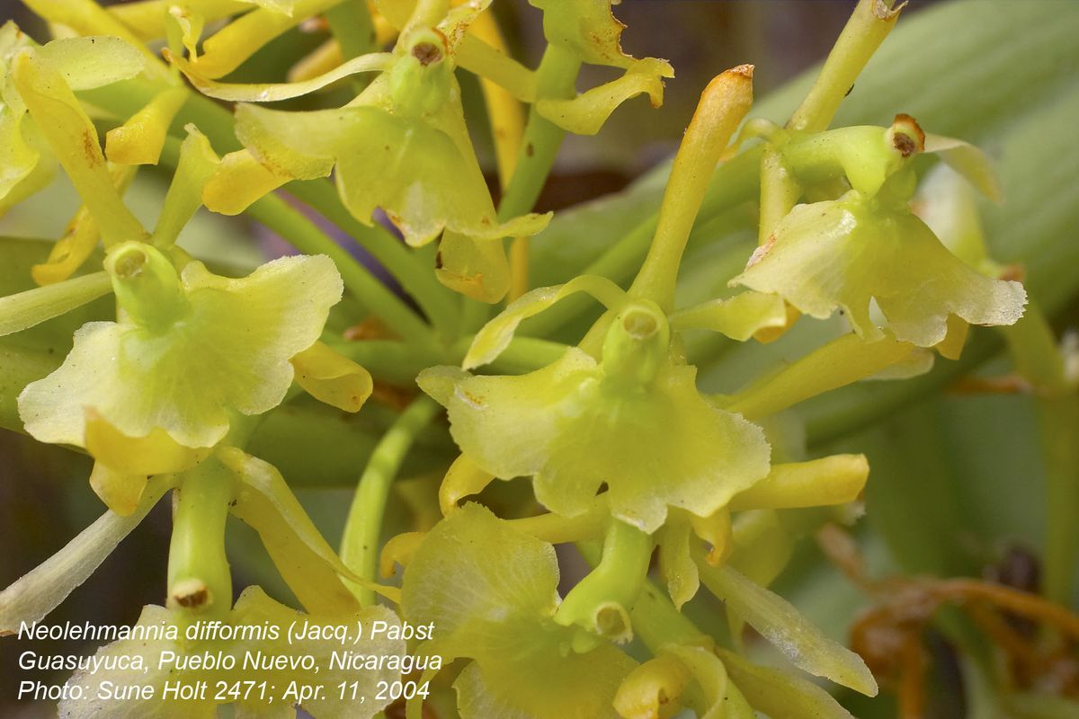 Orchidaceae Neolehmannia difformis