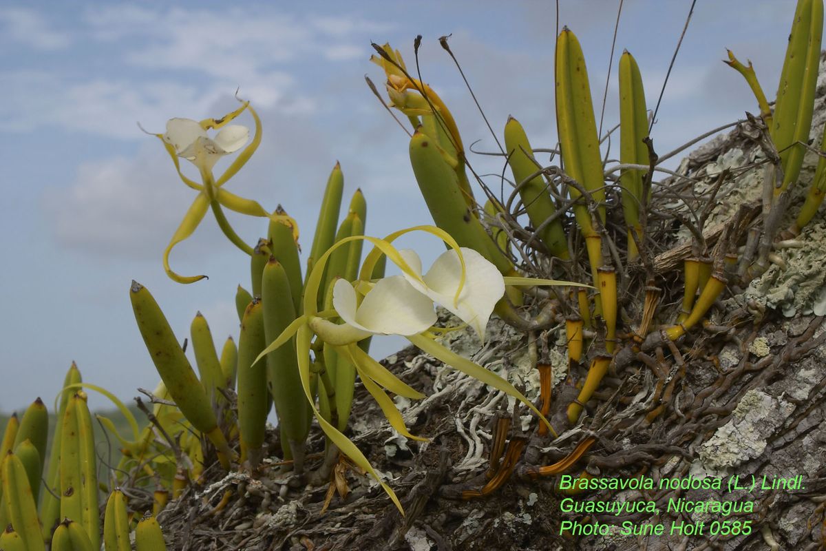 Orchidaceae Brassavola nodosa