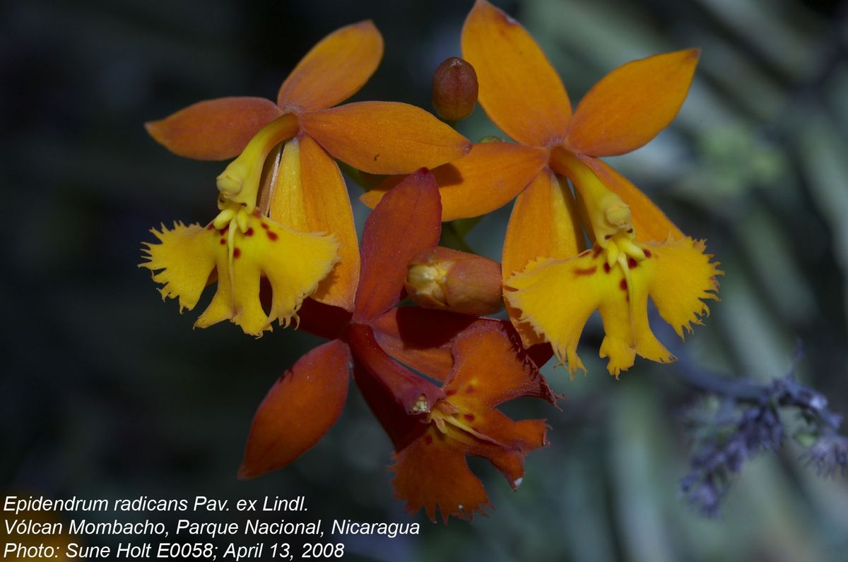 Orchidaceae Epidendrum radicans