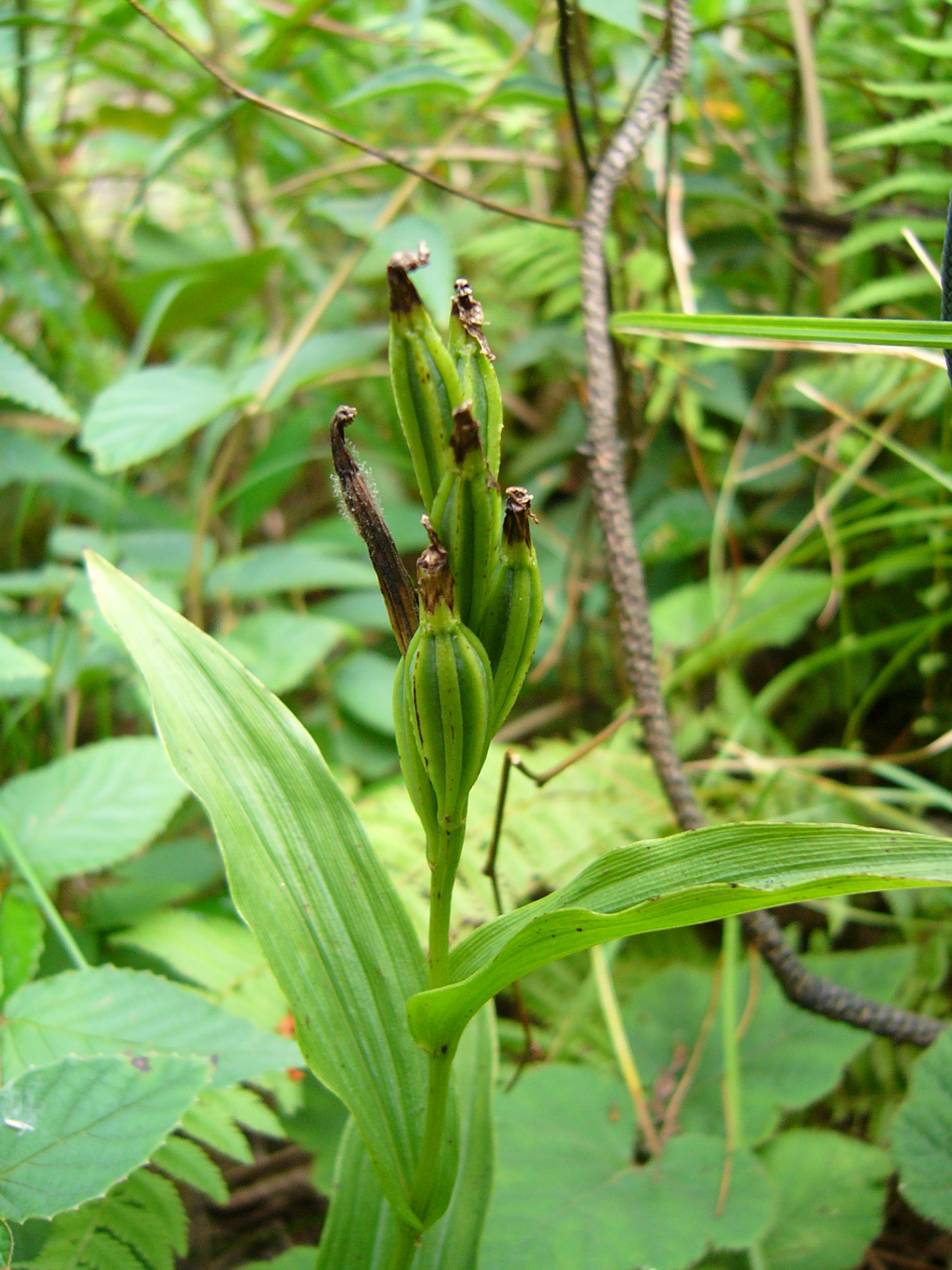 Orchidaceae Tangtsinia nanchuanica