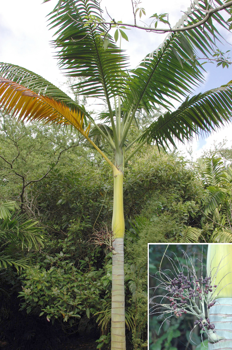 Arecaceae Clinostigma ponapense