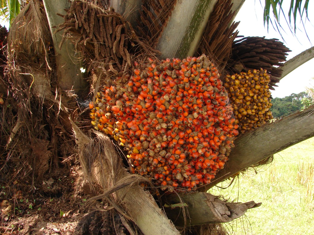 Arecaceae Elaeis oleifera