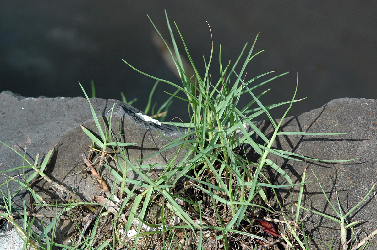 Poaceae Paspalum vaginatum