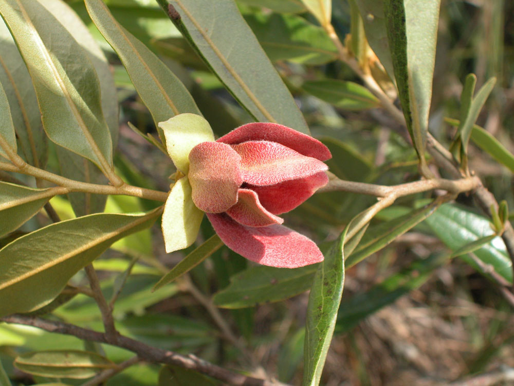 Annonaceae Duguetia furfuracea