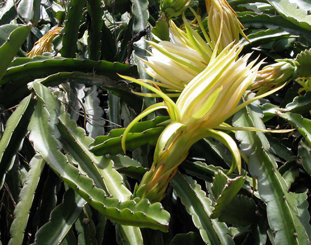 Cactaceae Hylocereus undatus