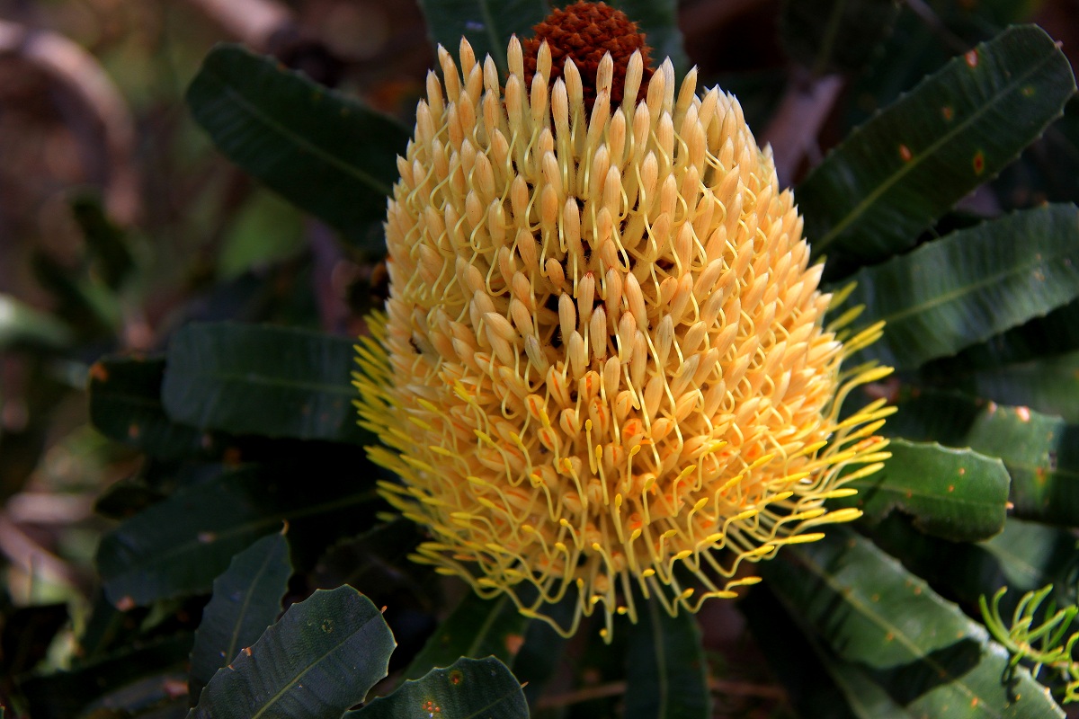 Proteaceae Banksia sceptrum