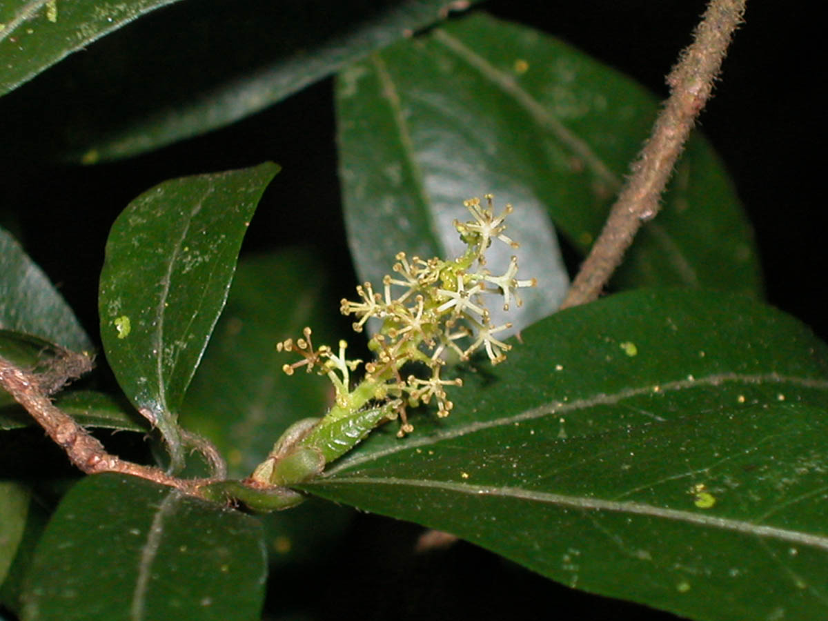 Euphorbiaceae Actinostemon communis