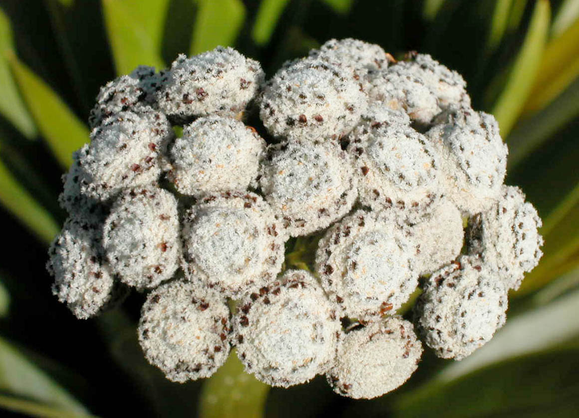Eriocaulaceae Paepalanthus bromelioides