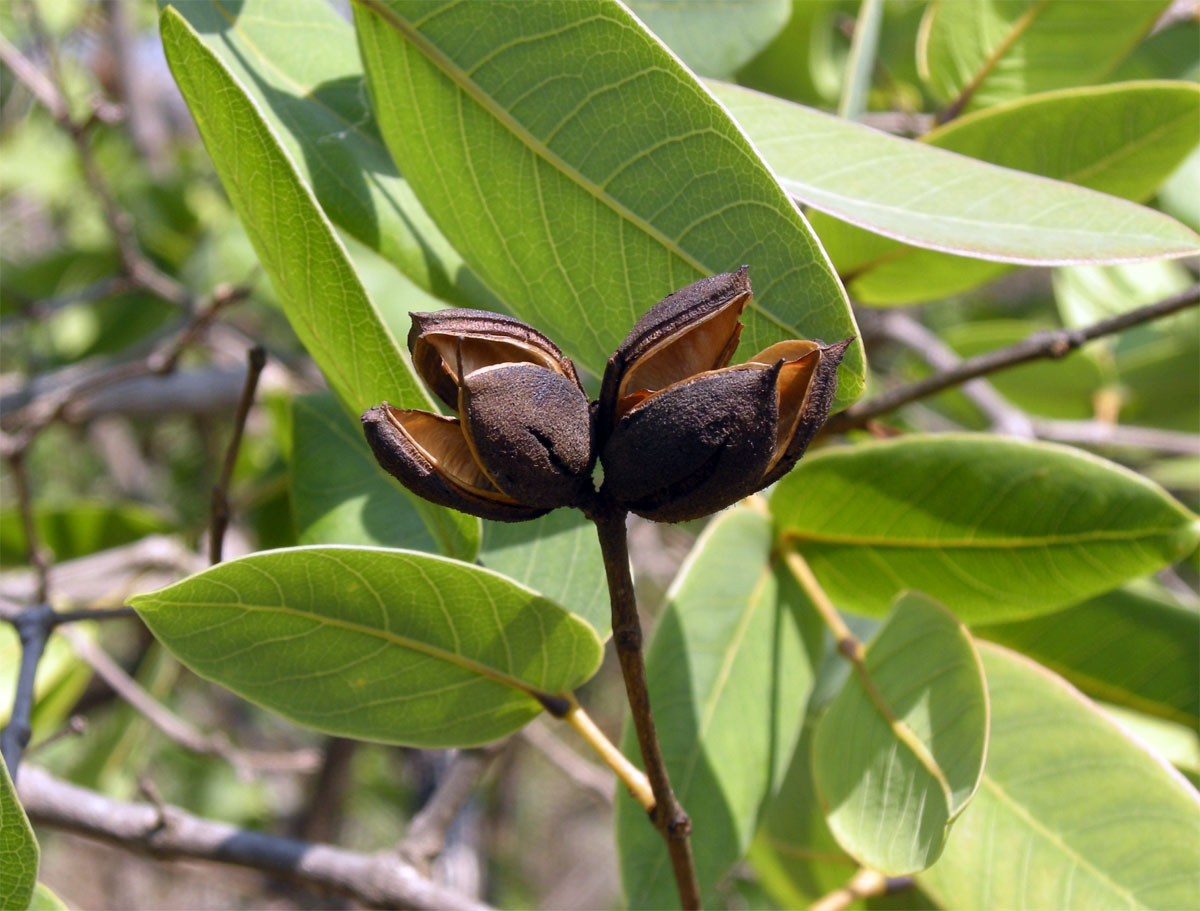 Vochysiaceae Qualea cordata