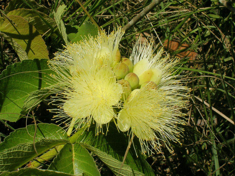 Caryocaraceae Caryocar brasiliense