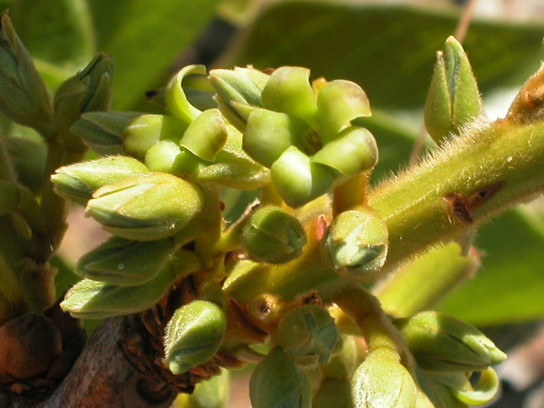 Ebenaceae Diospyros hispida